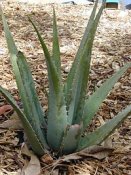 200px-starr-011104-0040-aloe-vera.jpg