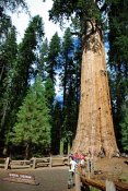 220px-general-sherman-tree-3.jpg