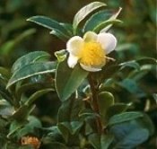 camelia-sinensis.jpg