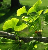 ginkgo-biloba_2.jpg